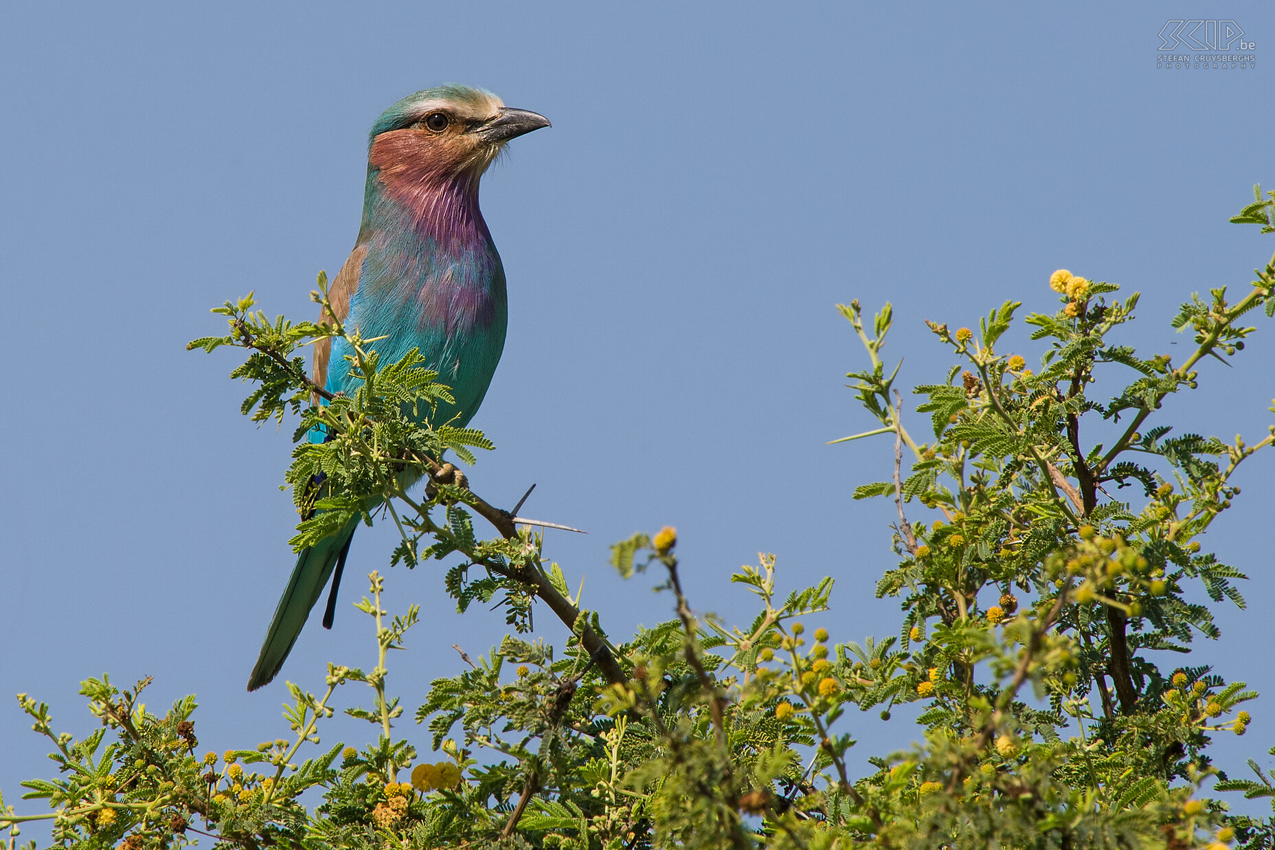 Nechisar - Lilac-breasted roller  I was able to take a close shot of this beautiful Lilac-breasted roller (Coracias caudatus). Stefan Cruysberghs